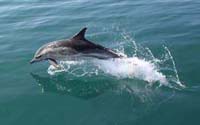 common dolphin Seaprobe Atlantis